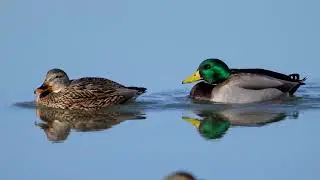 Stock Video - Mallard ducks swimming in glassy water in slow motion