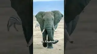 Top 10 Smartest Animals in the World 🌎 #smartestanimals #shorts