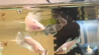 Spastic Cello Glass Betta from Koi &times; Koi Pair