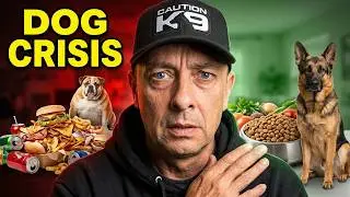 The Dog Health Crisis Nobody's Talking About