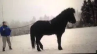 Stebbi fra Oftenes