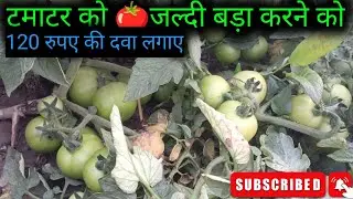 🙏जल्दी टमाटर को बड़ा करने को ये दबा लगाए🍅 Premprkashmourya #farming #tomata #vegetablefarming 