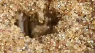 Animal Olympians: Gymnastics