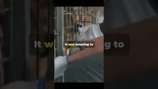 Watch This Animal's Amazing Transformation After Rescue! #animals #sad story #watch this #emotinial