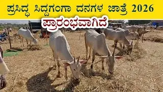 Beginning of Siddaganga cattle fair 2026 