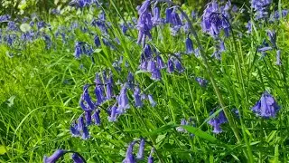 16th Vlog Walking Amongst A Carpet Of Bluebells