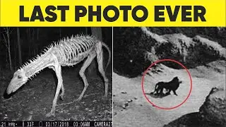 7 Last Photo of Extinct Animals from the World