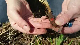 Bloodroot