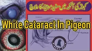 Pigeon Cataract | White Cataract in Pigeon Eye | Kabootar ki Ankh main Sufaid Motia | Pigeon Cote