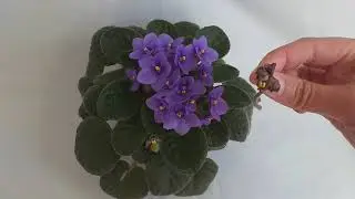 &iquest;Cu&aacute;ndo se quita una C&Aacute;PSULA con SEMILLAS de la planta madre? VIOLETAS AFRICANAS