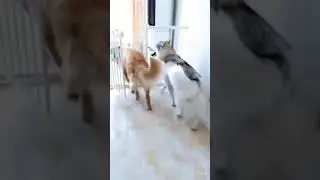 Funny dogs reaction🤣🤣 #shorts #youtubeshorts #funnyvideo #funnydogvideos #cutedogreaction #funny