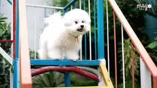 Mayo Bichon got cleaned with Earthbath pet wipes