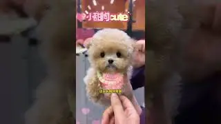 Among these four dogs there are three breeds in total. Which one of the four personalities