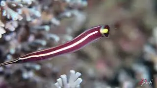 Urchin Cling Fish