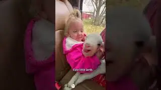 Cute little lamb 🐑 #cute #lamb #sheep #fyp #animals #funnyanimal #animals