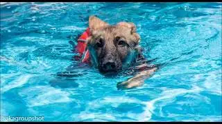 Saving Paws Rescue, AZ - 