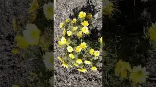 Стародубка или адонис весенний / Starodubka or adonis spring
