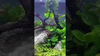 simple aquascape. #aquascape #aquascaping #malamtentram #anubias #buchephalandra #aquascapetutorial