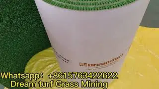 golden king sticky golden grass,dreamturf gold wash trommel plant carpet ,gold rush grass