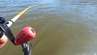 Spring 2025 striper fishing ca delta quick video 