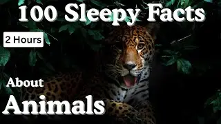 The Most Relaxing Facts About Animals to Fall Asleep To