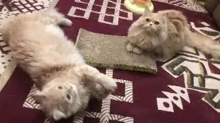 Bella Is Here is live!#cat#catlovers