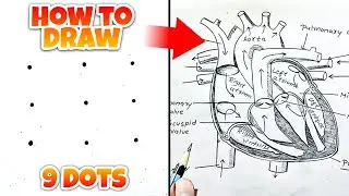 step by step Drawing ✅ how to Draw Human Heart Diagram (Labelled) structure of Human Heart 🫀