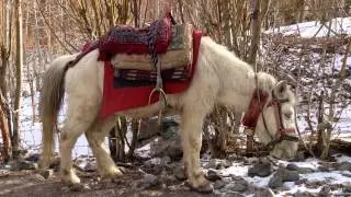 A Rumbak pony