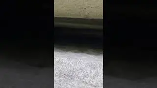 ECHO SCREAMING SOUND