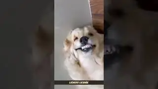 Weird and Hilarious Smiling Dog | Funniest Dog Expressions Ever! 🐶😂 #dog #shorts