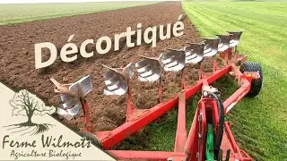 Semer de l'épeautre décortiqué - premier essai