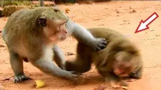 OMG! King Macus Bites Angry Sweet Pea Cries Very Loudly, Popeye Tries Protect Older Son From Macus