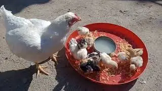 aseel chicks first feedfeed / for day first chicks / kitchen waste for chicks growth / aseel growth