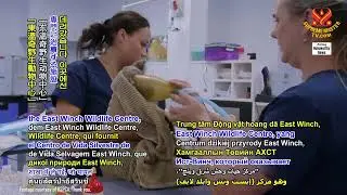 rescued badger cubs growing fast at wildlife-person center in United Kingdom獲救的幼獾兒在英國野生動物族人中心快速成長