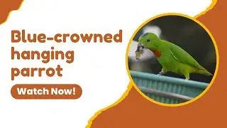 🌳🦜 Blue-crowned Hanging Parrot: Southeast Asia's Colorful Wonder | Amazing Planet 🌍