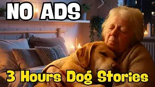 Fall Asleep Fast With These 3 Hour Dog Stories! | Dog Stories To Fall Asleep To