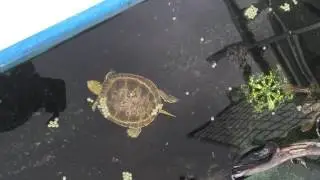 Picta belly the painted turtle