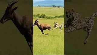 Antelope Kicks Leopard Into the Air in Epic Escape!