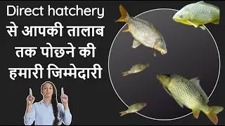 Bihar and Uttar Pradesh's BEST Kept Secret for COMMON CARP Seed Cultivation!