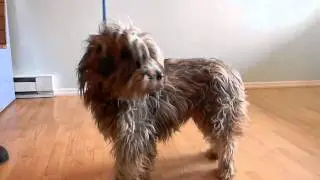 Meet Daisy a Bearded Collie currently available for adoption at Petango.com! 3/3/2011 2:49:03 PM
