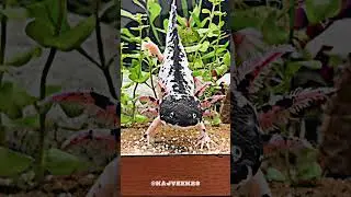 Nature Beautiful Animals Transformation 💀