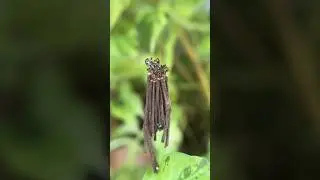 #bagworm #moth #eumeta #insects #insect #treelovers #plants #worms #macro #macros #garden #india