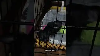 #doghandshake #obedientchihuahua #smartdog