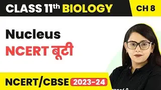 Nucleus - NCERT बूटी - Cell The Unit of Life | Class 11 Biology