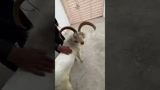 Markhor goat 😍❤️