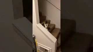 Cat On Stairs Waiting For Owner To Come Home
