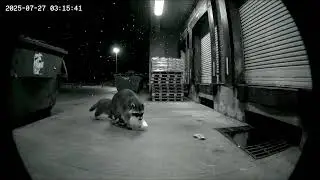 Raccoon Family at Grocery Store Loading Dock.#funny #fypシ #fyp #trending #shorts #viral #foryoupage
