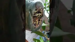 катлеи (Cattleya), почему не процветают чехлы, баланс в содержании.