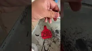 Как мы делаем ушные бирки для наших телят!