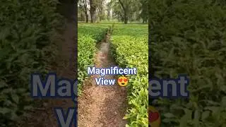 Kangra Tea Garden: #shortsyoutube